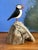 Realism Carved Puffin Bird on Driftwood, Signed For Sale - Image 3 of 6