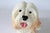 1980s Vintage Ceramic Lhasa Apso Dog Figure For Sale - Image 5 of 10