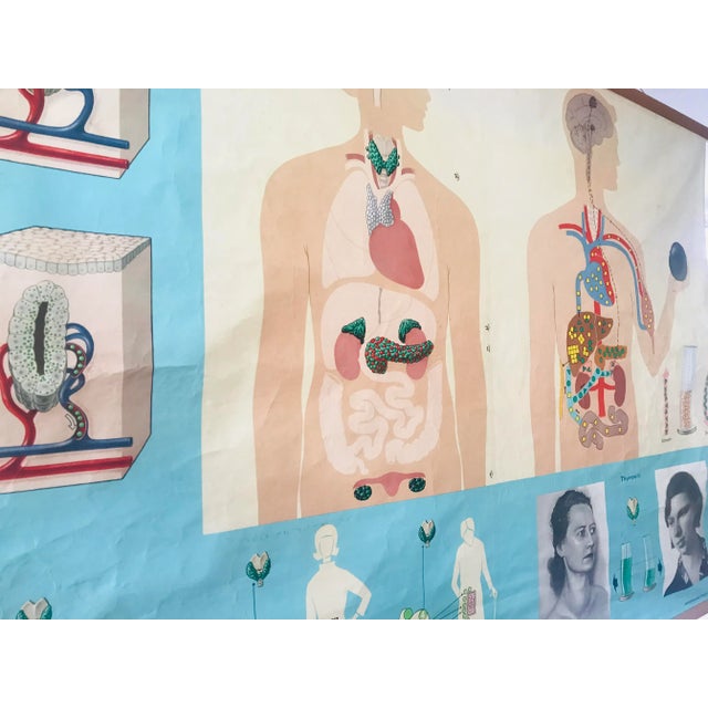Beautiful old school chart. Made of fabric. This vintage anatomical poster was designed and produced by Lehrmittelverlag...