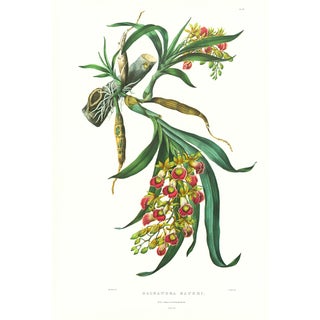 Large 1973 Orchid Flower Lithograph "Galeandra Baueri" (Mr. Bauer's Galeandra) After James Bateman For Sale