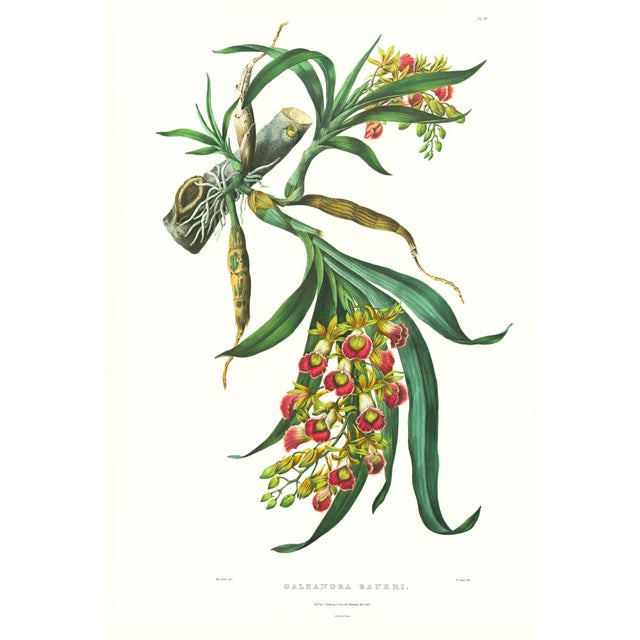 Large 1973 Orchid Flower Lithograph "Galeandra Baueri" (Mr. Bauer's Galeandra) After James Bateman For Sale