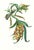 Large 1973 Orchid Flower Lithograph "Galeandra Baueri" (Mr. Bauer's Galeandra) After James Bateman For Sale