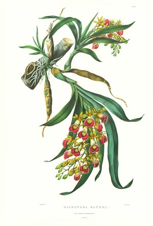 Large 1973 Orchid Flower Lithograph "Galeandra Baueri" (Mr. Bauer's Galeandra) After James Bateman