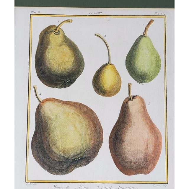 Italian Vintage Hand Painted Botanical Lithograph Print Pears - Breant Sculp - L. B. Del - Matted For Sale - Image 3 of 13