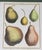 Italian Vintage Hand Painted Botanical Lithograph Print Pears - Breant Sculp - L. B. Del - Matted For Sale - Image 3 of 13