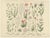 Gold Antique Botanical Charts of German Wildflowers, Stuttgart, 1885, Set of 6 For Sale - Image 8 of 9