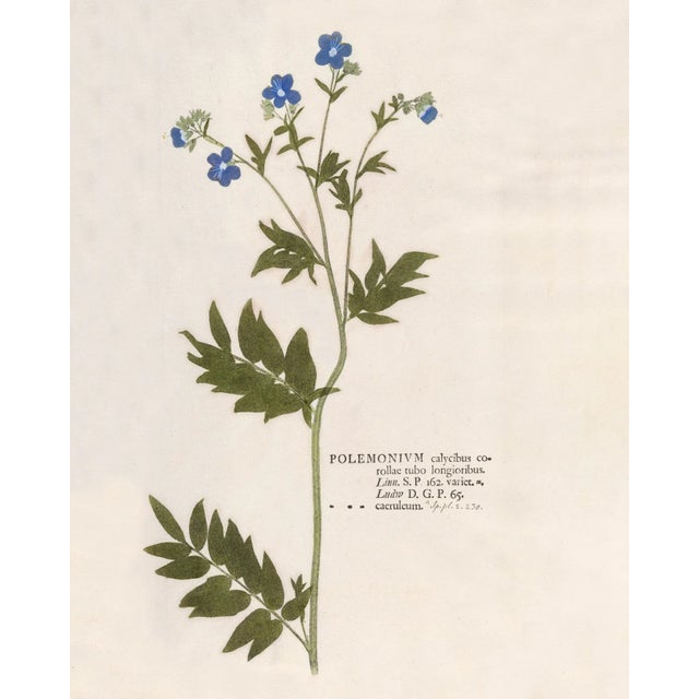 Paint Reproduction 18th Century Vintage Botanical Set With Blue Flowers For Sale - Image 7 of 8