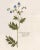 Paint Reproduction 18th Century Vintage Botanical Set With Blue Flowers For Sale - Image 7 of 8