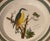Vintage Portmeirion Birds of Britain Nuthatch Bread & Butter Plate – Green Band For Sale - Image 4 of 4