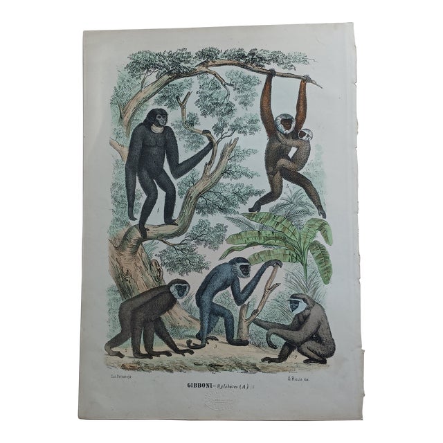 Antique Monkey Hand Colored Lithograph, Large Size, Italy, 1868 For Sale