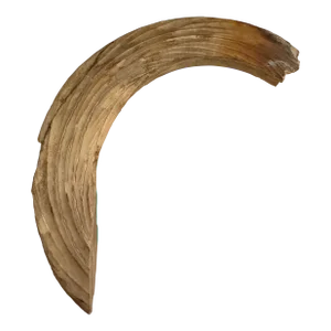 Natural Antique Animal Horn Objet d'Art
