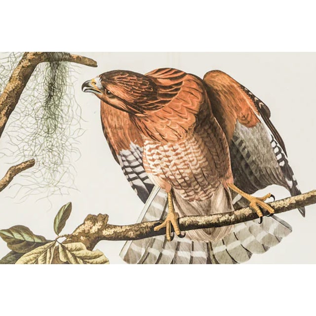 1980s The Abbeville Press Edition of the Red-Shouldered Hawk (Plate 56) From the Birds of America by John James Audubon For Sale In Greenville, SC - Image 6 of 7