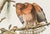 1980s The Abbeville Press Edition of the Red-Shouldered Hawk (Plate 56) From the Birds of America by John James Audubon For Sale In Greenville, SC - Image 6 of 7