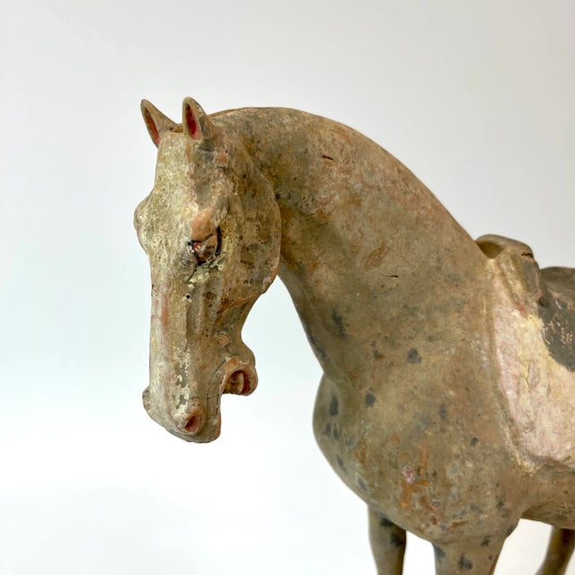 Chinese Chinese Tang Dynasty Terra Cotta Horse For Sale - Image 3 of 13