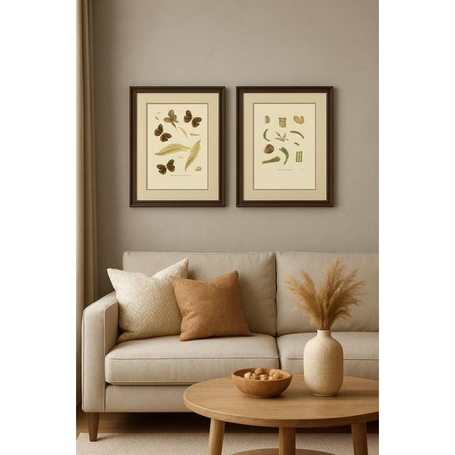 Sepp & Brants, Satyrus Statilinus Butterflies, 1905, Paper, Set of 2 For Sale - Image 12 of 13