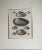 Illustration Black & White Shells, Copper Plate Engraving by William Home Lizar C-1840 For Sale - Image 3 of 11