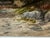 Late 19th Century Frank Henry Mason Signed Original Watercolor Rocky Moorland Landscape For Sale - Image 4 of 7
