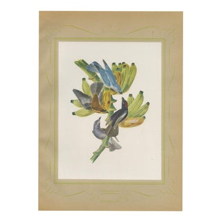 Descourtilz, Tanagers on a Banana Plant, Brazilian Bird Print, 1944, Paper For Sale