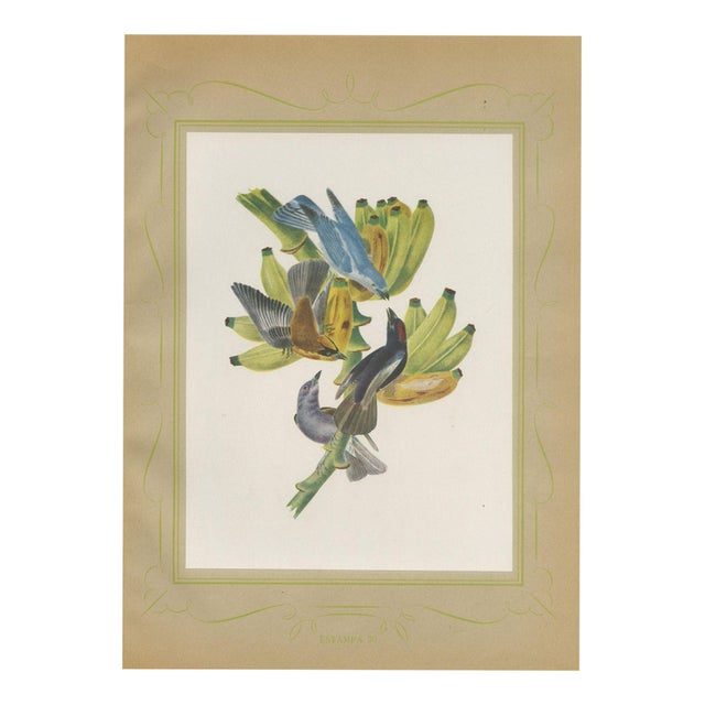 Descourtilz, Tanagers on a Banana Plant, Brazilian Bird Print, 1944, Paper For Sale