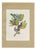 Descourtilz, Tanagers on a Banana Plant, Brazilian Bird Print, 1944, Paper For Sale