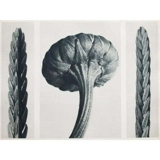 Printmaking Materials 1935 Karl Blossfeldt Two-Sided Photogravure 26-25 For Sale - Image 7 of 10