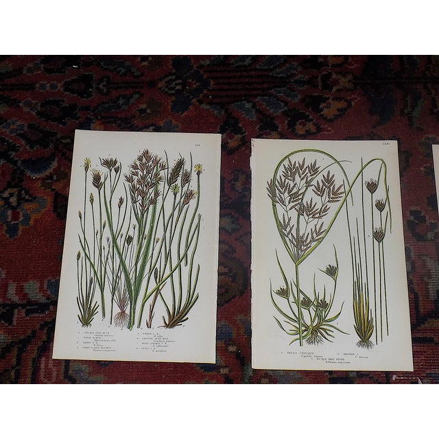 These twelve (12) antique 19th century botanical chromolithographs (each color laid in with a separate lithographic stone)...