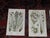 These twelve (12) antique 19th century botanical chromolithographs (each color laid in with a separate lithographic stone)...