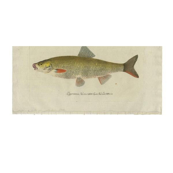 Antique original hand-colored print of the Nose-Carp. This print originates from 'Indigenous Fish Icons of Austria' by the...