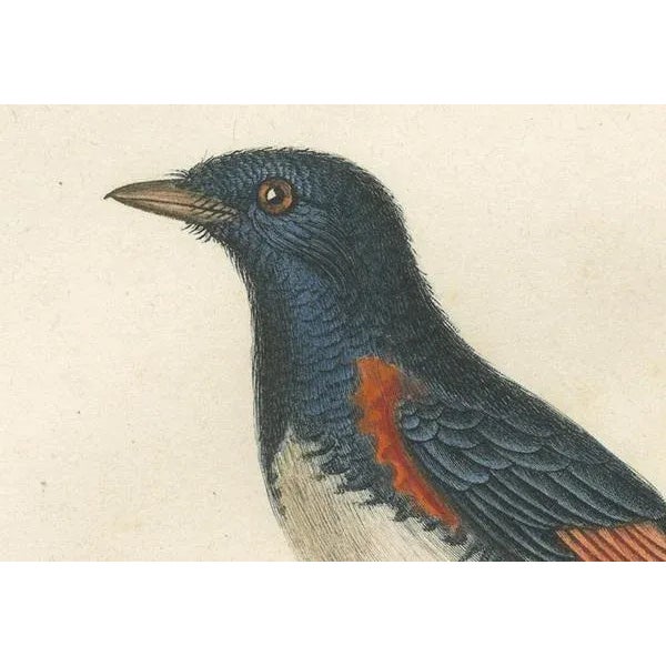 This original vintage illustratiton is a handcolored antique print titled 'Le Moucberolle doré mâle', which showcases a...