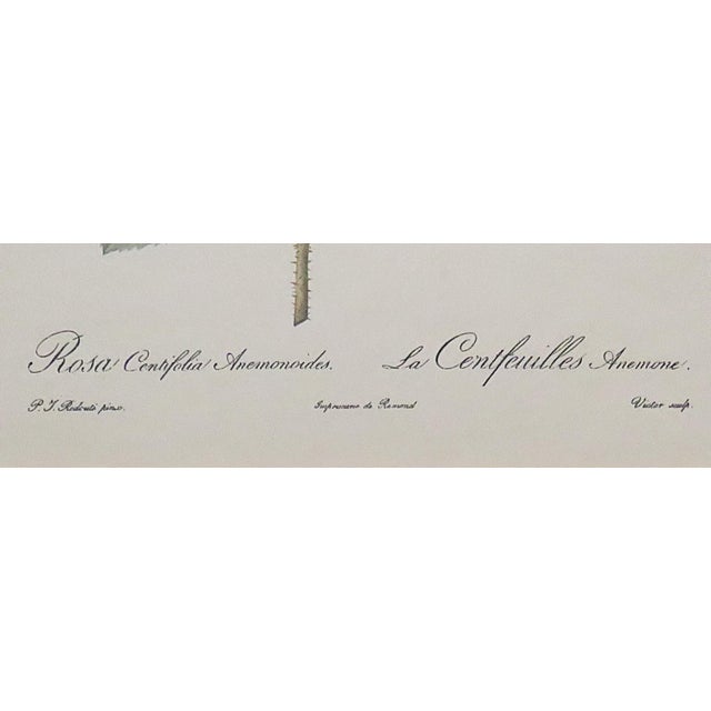 Mid 20th Century Pair of P. J. Redoute French Botanical Still Life Roses Framed Prints For Sale - Image 5 of 7