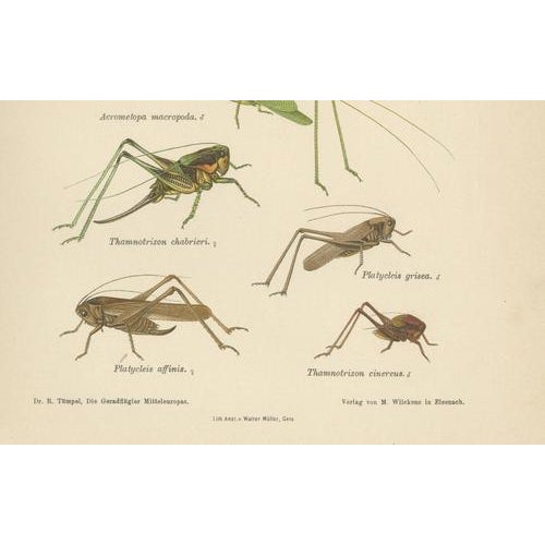 Monumental Orthoptera of Central Europe, 1908, Lithograph, Set of 3 For Sale - Image 9 of 11