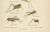 Monumental Orthoptera of Central Europe, 1908, Lithograph, Set of 3 For Sale - Image 9 of 11
