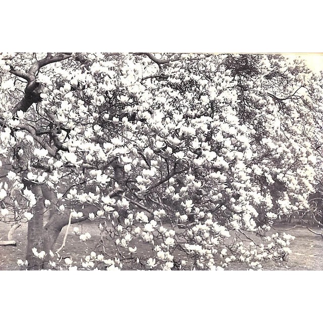 Pink "In Your Garden Again" 1953 Sackville-West, V. For Sale - Image 8 of 8