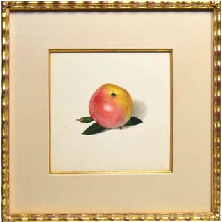 20th Century Trompe l'Oeil Still Life of an Apple Watercolor/Gouache Painting, Framed For Sale