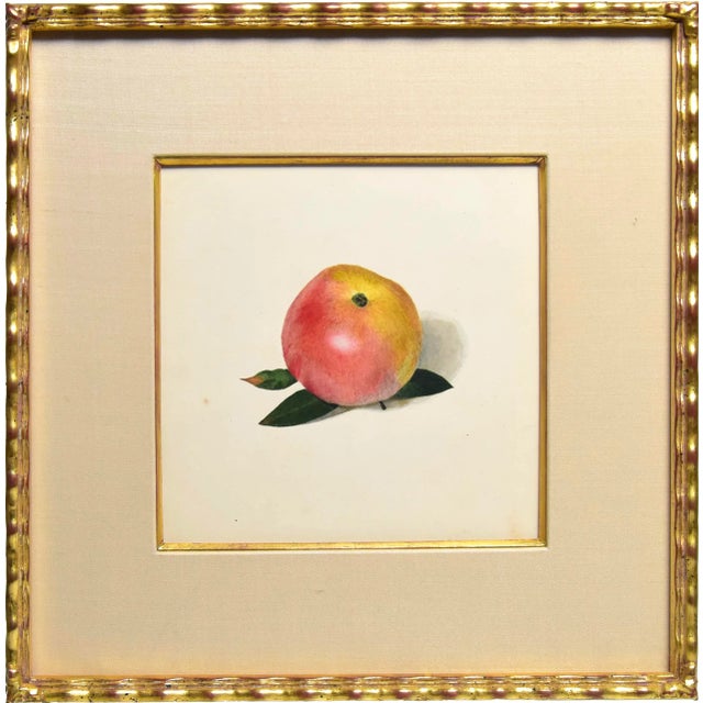20th Century Trompe l'Oeil Still Life of an Apple Watercolor/Gouache Painting, Framed For Sale