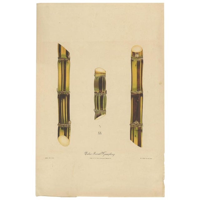 Sugarcane, 1892, Paper For Sale - Image 10 of 10