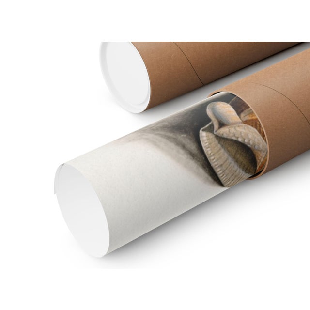 Natural History Study With Butterflies and Shells (James Bolton), Vintage Art Print Reproduction, 18" × 24" For Sale In Buffalo - Image 6 of 6