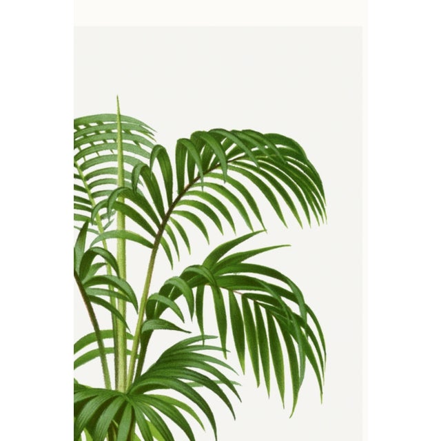 Green Vintage Palm Botanical Study, Art Print Reproduction, 40" X 60" For Sale - Image 8 of 10