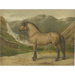 After Eerelman, Norwegian Horse, 1898, Lithograph For Sale