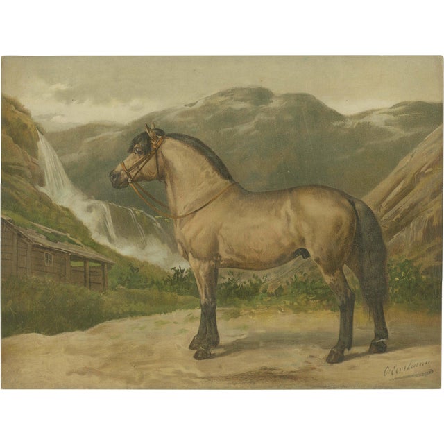 After Eerelman, Norwegian Horse, 1898, Lithograph For Sale