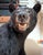 Full body American black bear , well maintained in a climate controlled environment Perfect for a lodge cabin