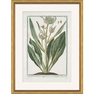 Hortus Romanus 1772-1793 XXXVI Framed Art Print For Sale