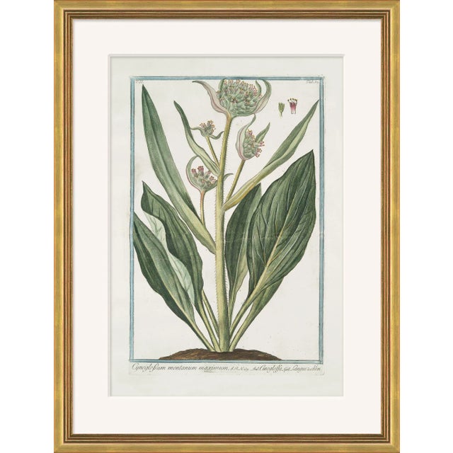 Hortus Romanus 1772-1793 XXXVI Framed Art Print For Sale