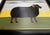 Matt Rix, The Black Ram, 2000s, Oil Painting on Board, Framed For Sale - Image 4 of 9