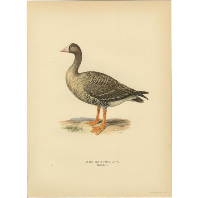 Vintage Scandinavian Ornithology Lithographs, 1929, Set of 6 For Sale - Image 6 of 9