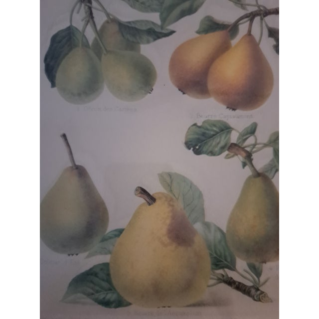 Bountiful Fruit - 4 Prints Mounted and Framed For Sale - Image 9 of 12