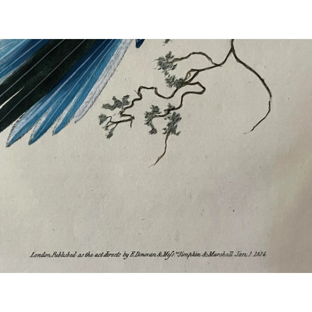 Antique Original Print Hand Colored Engraving of a Browns Parrot by Edward Donovan Published London 1824 For Sale In New York - Image 6 of 7