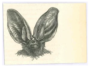 Paul Gervais, The Bat, Lithograph, 1854
