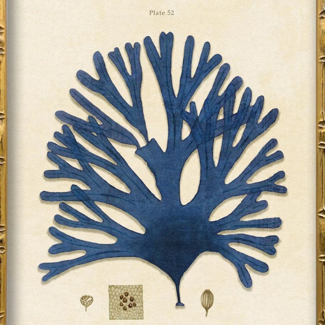 Illustration Vintage Seaweed Art Print Reproduction (2), Framed For Sale - Image 3 of 4