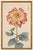 Red Chrysanthemum by Hasegawa, Vintage Japanese Botanical Art Print, 36" X 54" For Sale In Buffalo - Image 6 of 10
